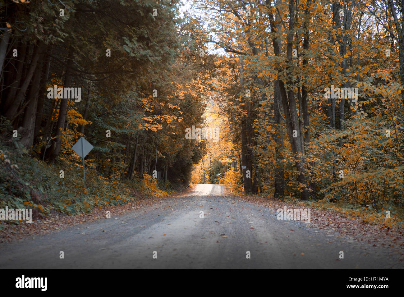 autumn road with colorful leaves Stock Photo