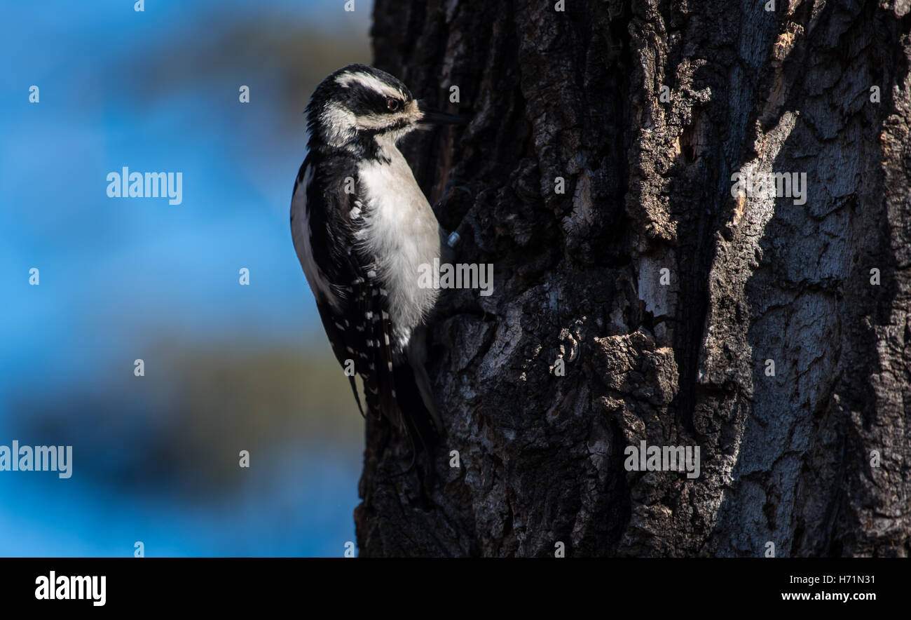 Downy woodpecker on a tree Stock Photo