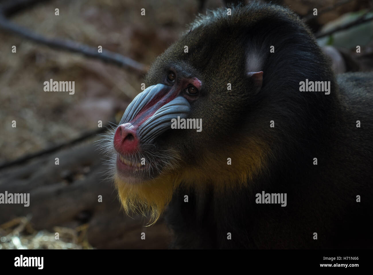 Baboon smiling close up Stock Photo