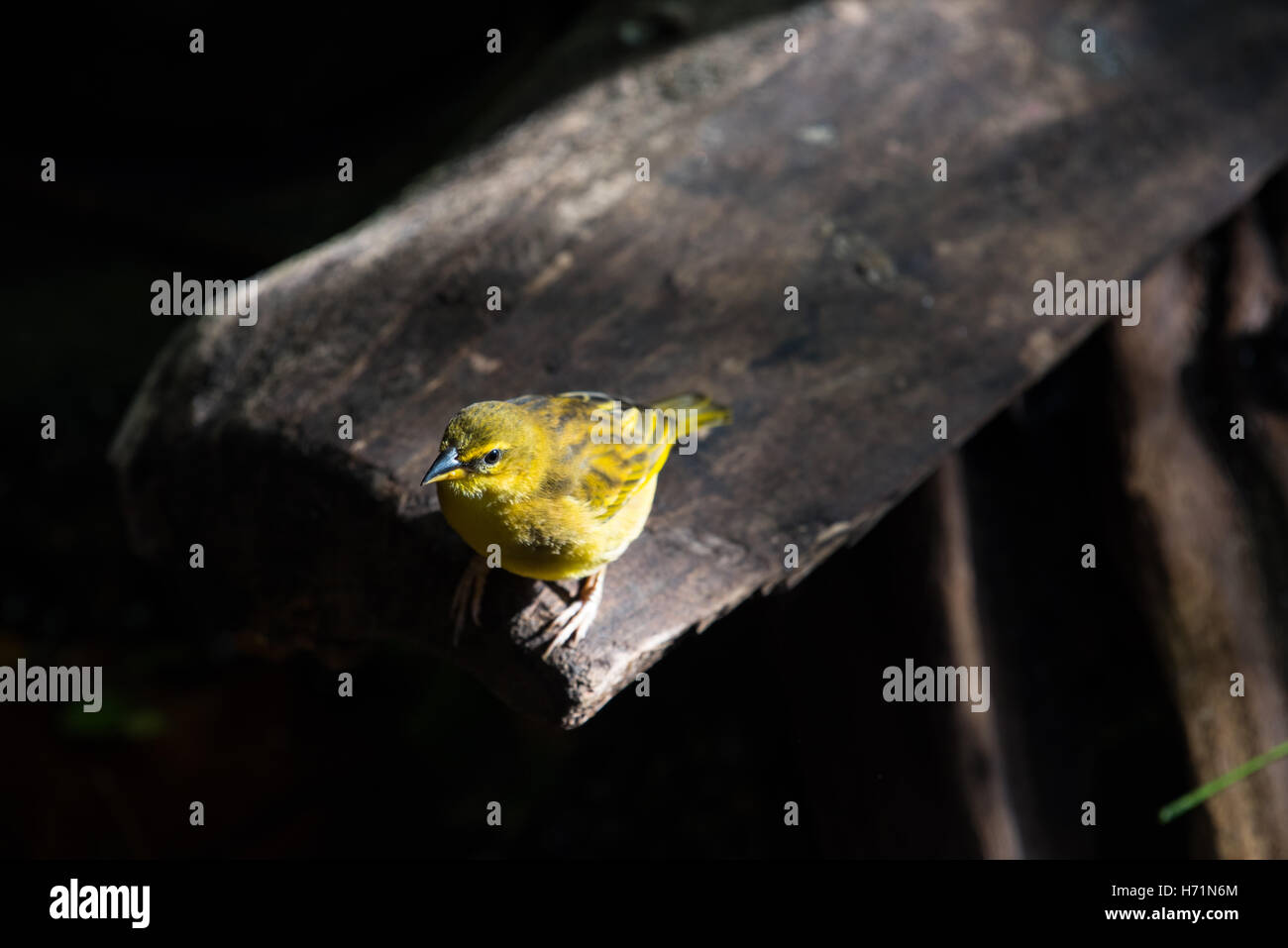 Yellow warbler on a plank of wood Stock Photo
