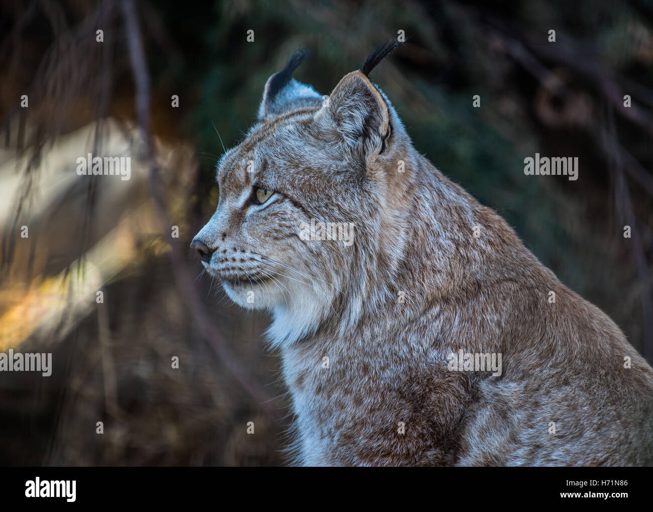 Eurasian Lynx side profile view Stock Photo