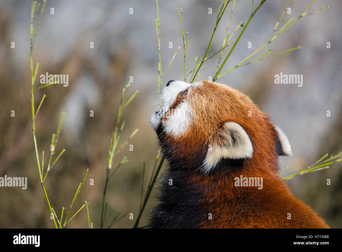Red panda snacking on some leaves Stock Photo