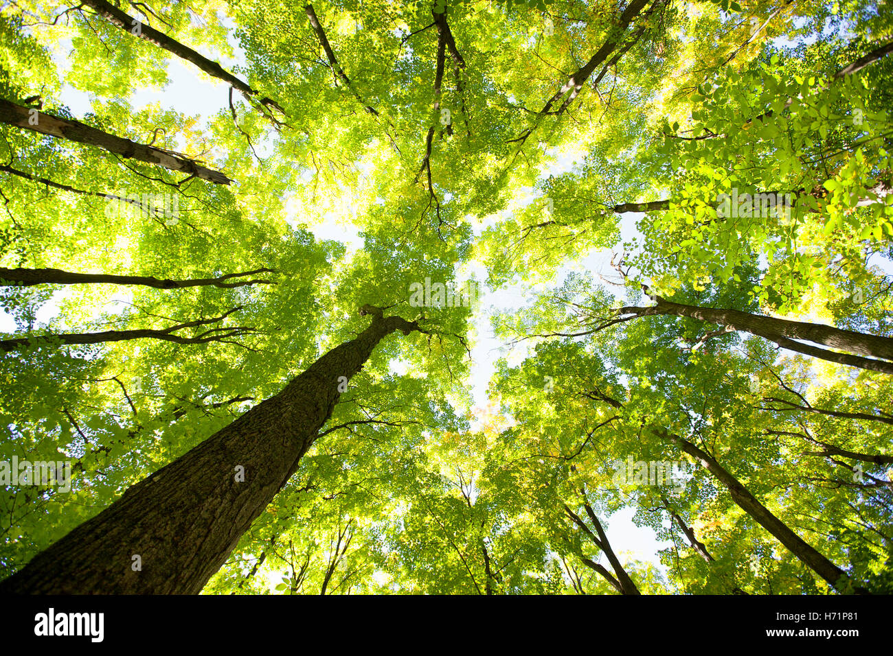 Trees Looking Up Leaves Stock Photos & Trees Looking Up Leaves Stock