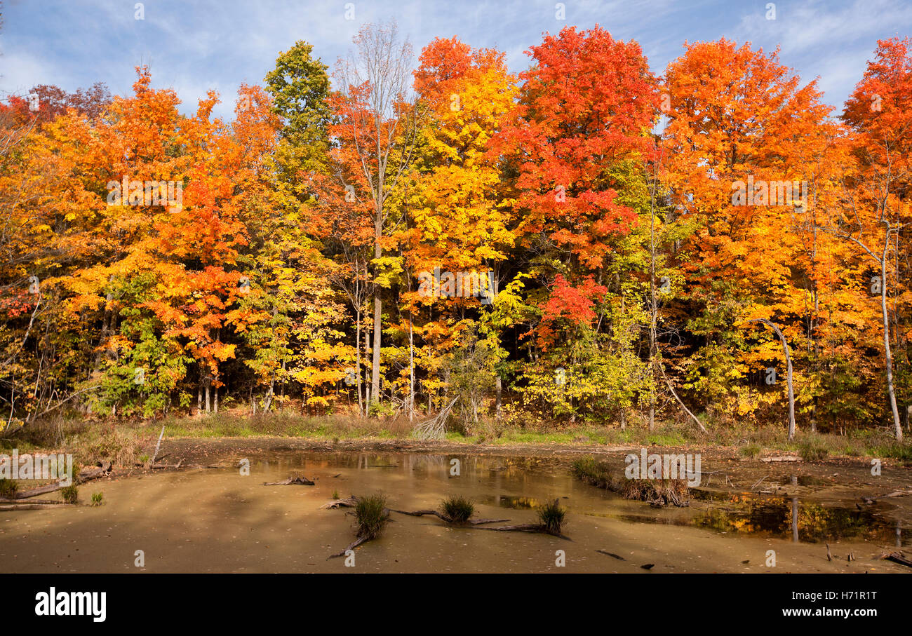 The landscape of the maple leaf hi-res stock photography and images - Alamy