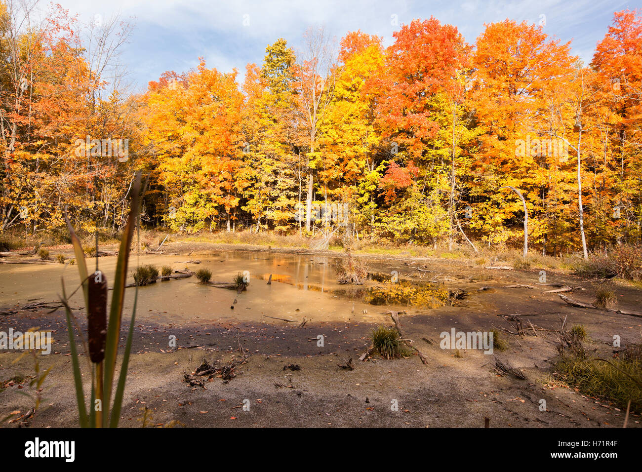marsh tree forest maple leaves leaf orange yellow red branches nature ...