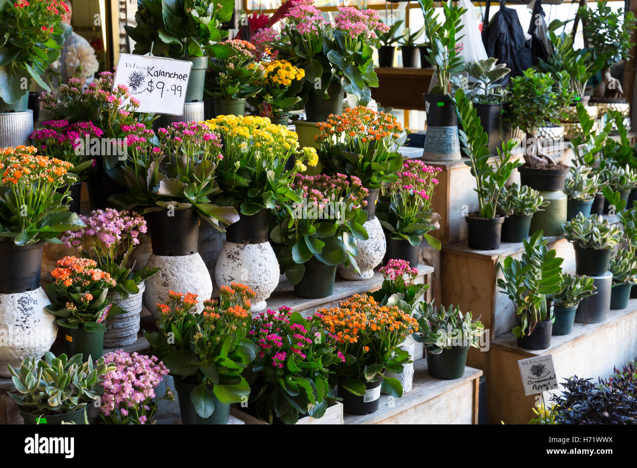 Vancouver, Canada Tropical flowers for sale at Granville Island Public