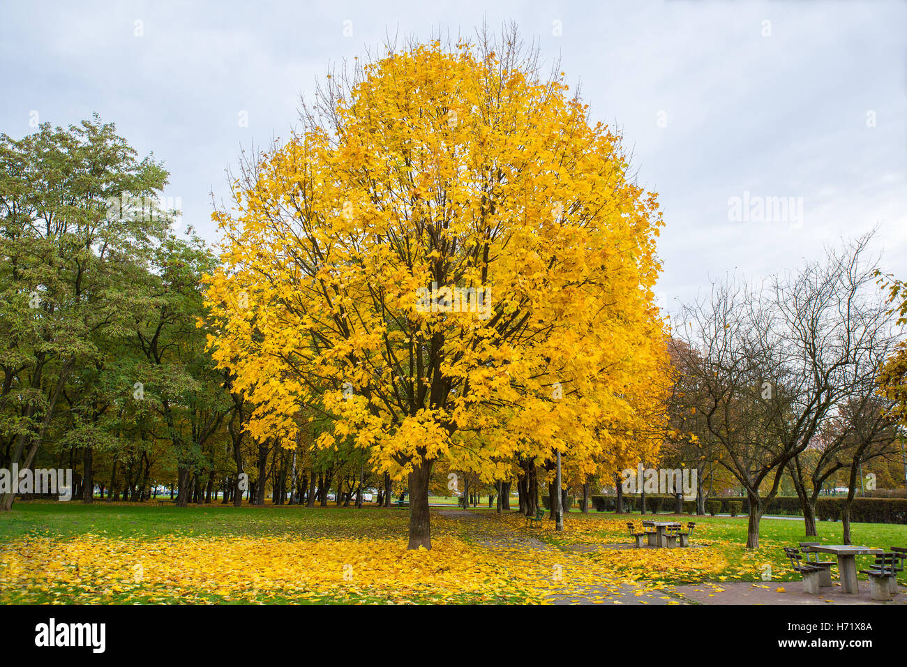 Maple tree turning yellow in autumn in a public park Stock Photo Alamy