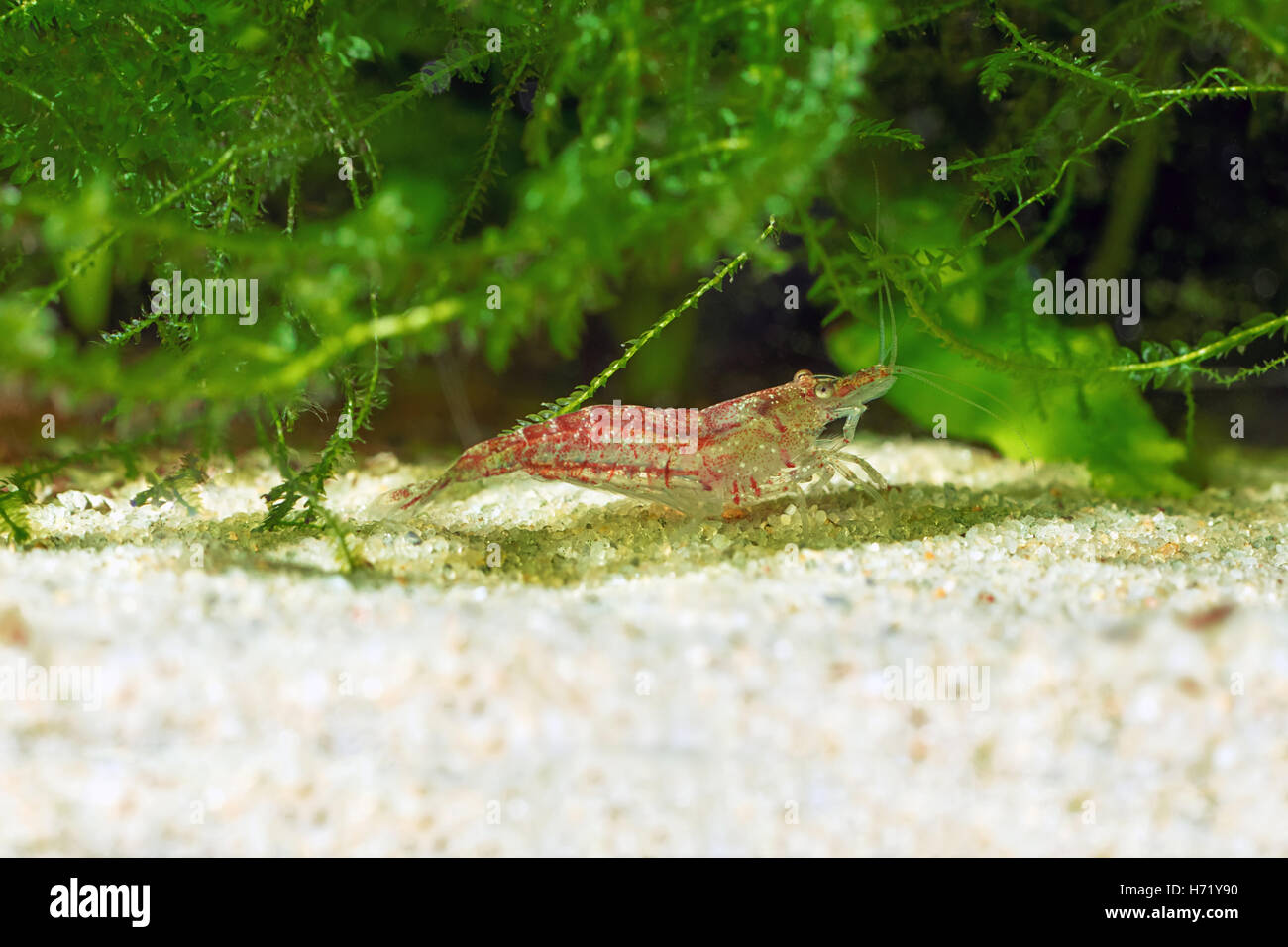 Red shrimp in a aquarium. Red shrimp. Male. Stock Photo