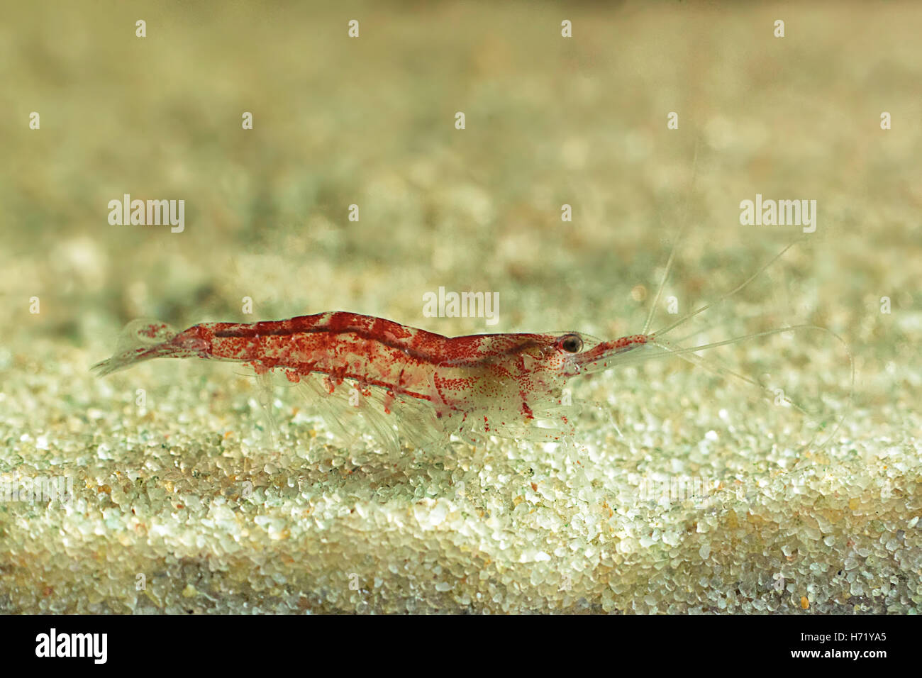 Red shrimp in a aquarium. Red shrimp. Male. Stock Photo