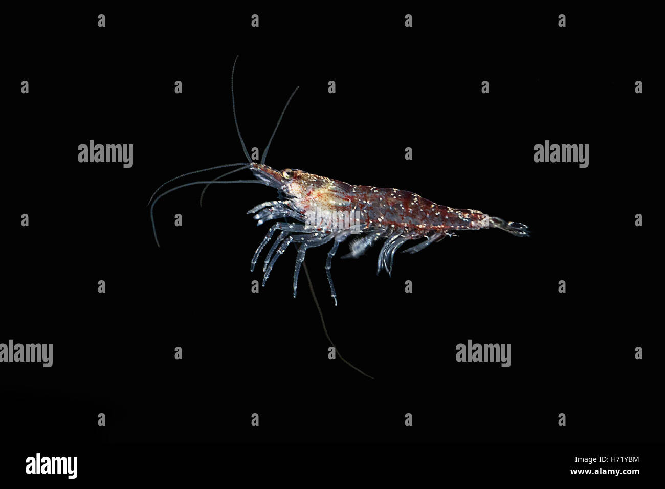 Krill. Red shrimp. Stock Photo