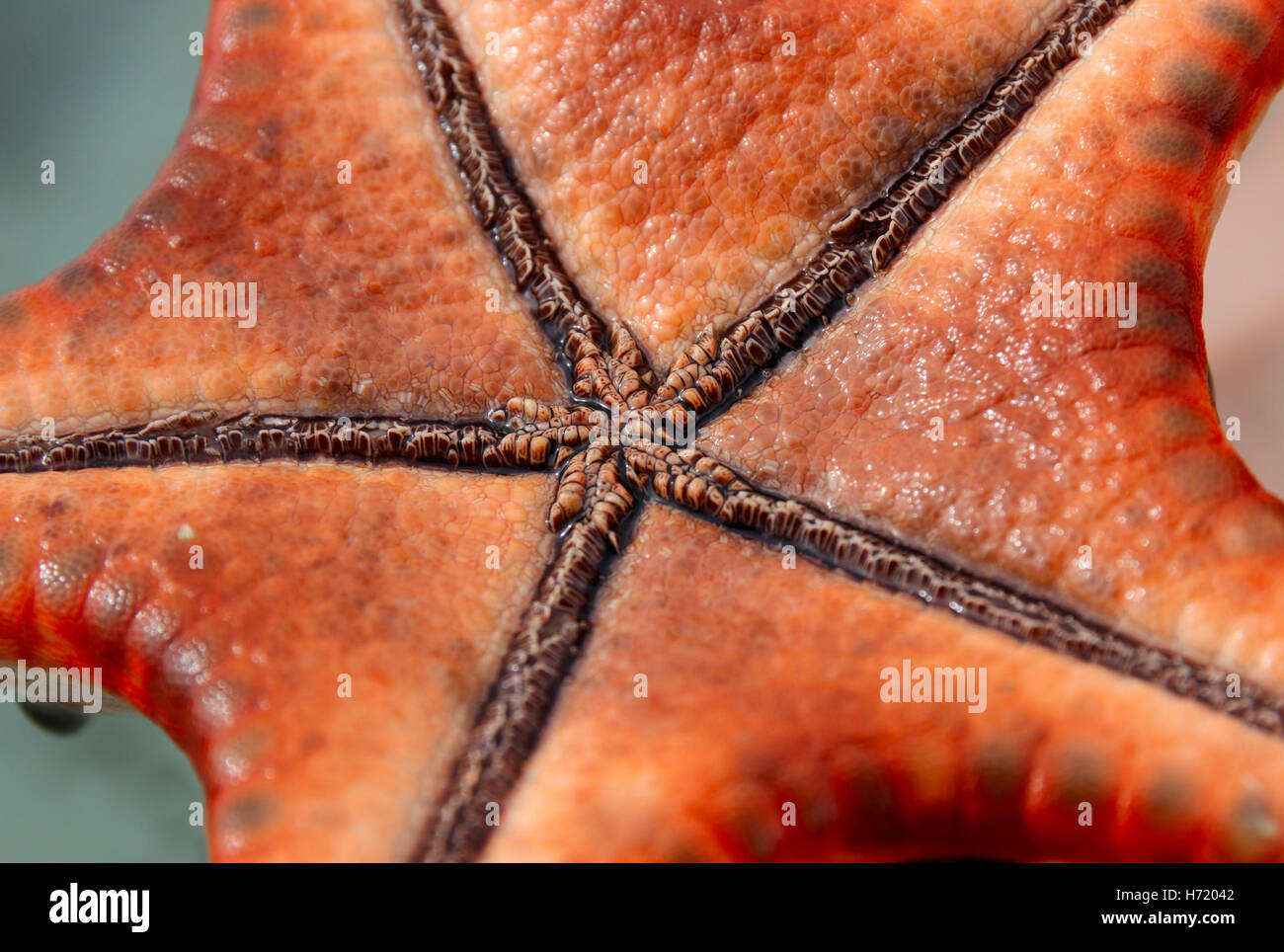 Horned starfish (Protoreaster nodosus) with the ambulacral grooves and the mouth Stock Photo