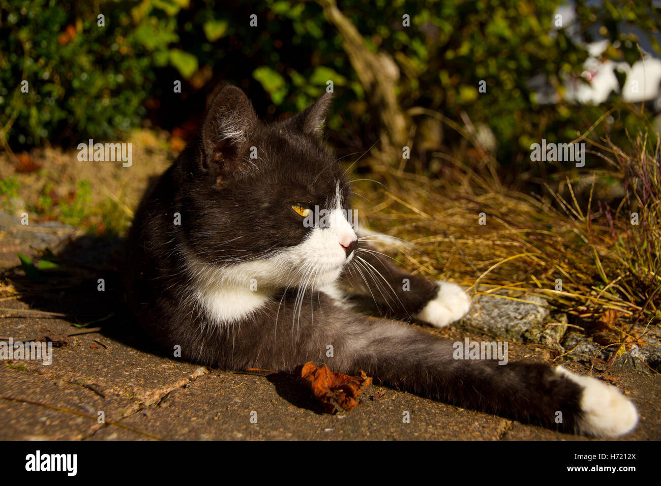 black and white cat is relaxing in the sun Stock Photo - Alamy