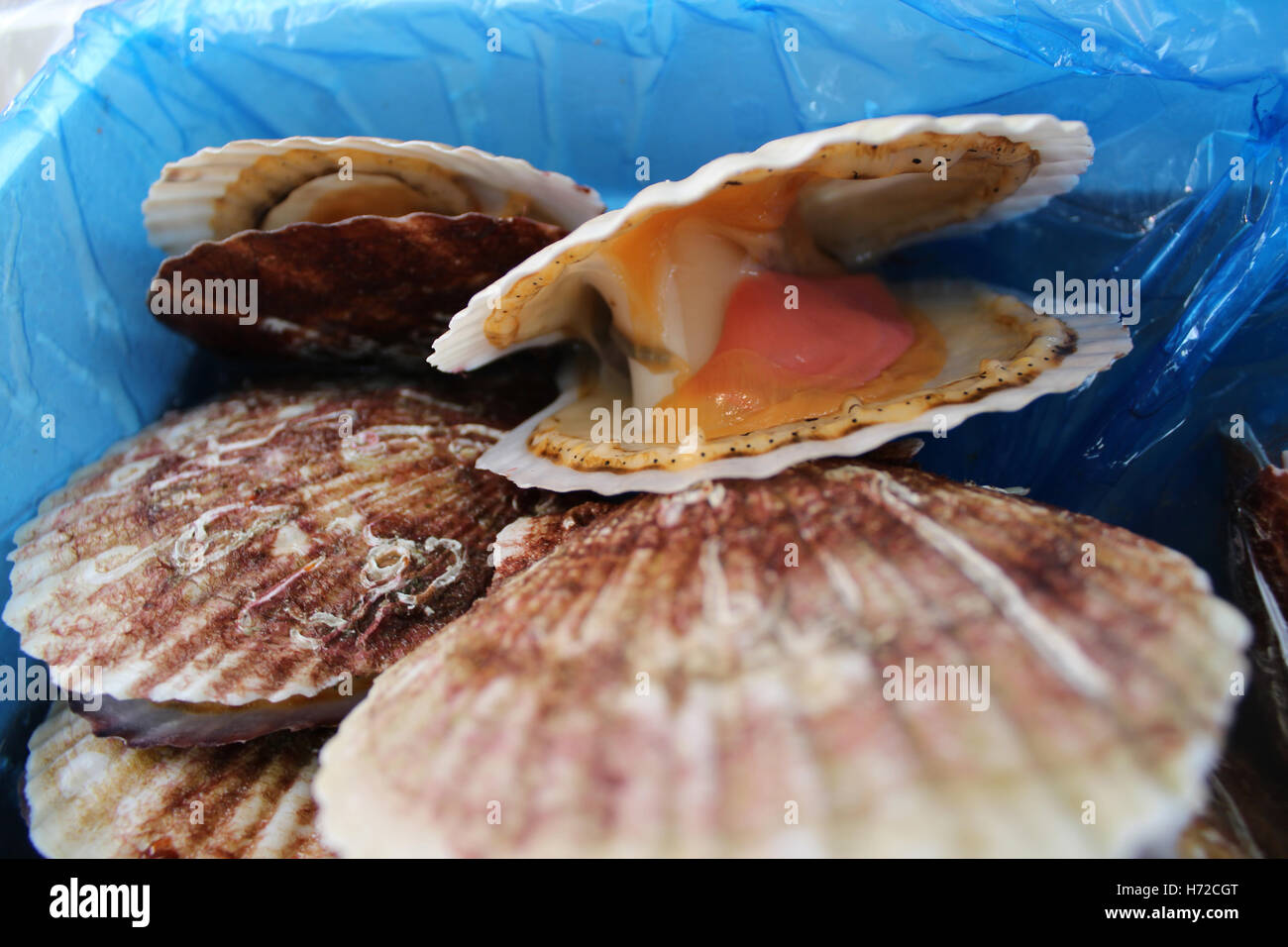 Live scallops hires stock photography and images Alamy