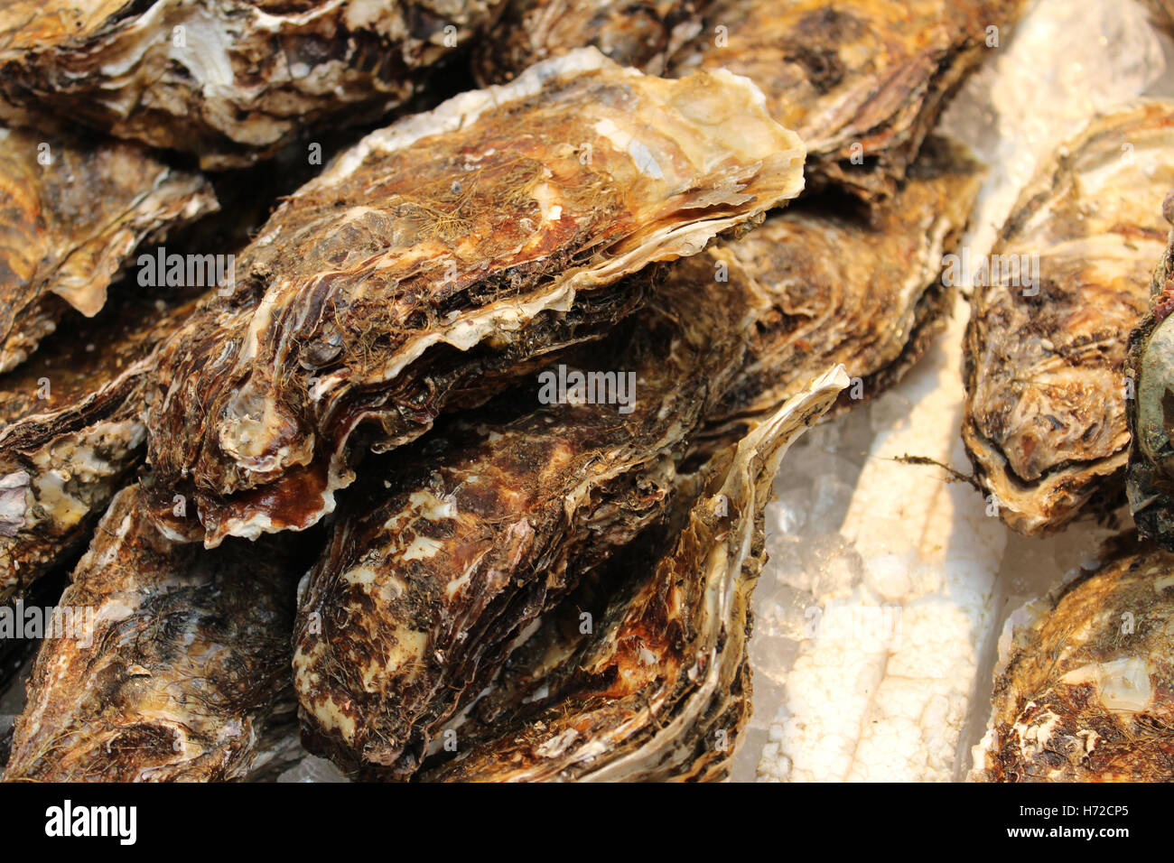 Oysters on sale in the Kuromon Ichiba Market, Osaka, Japan Stock Photo