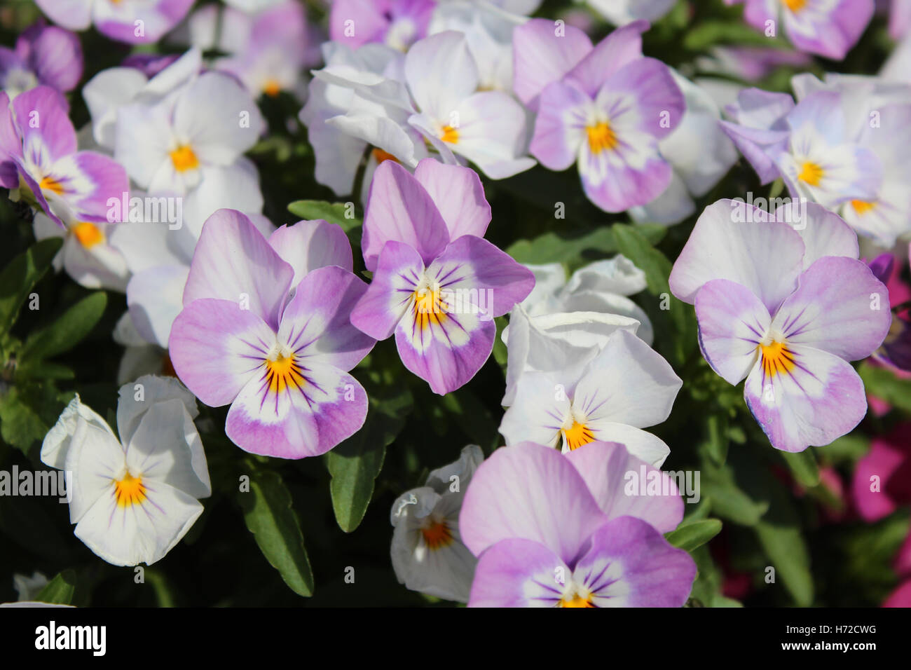 Beautiful White Purple And Yellow Center Pansy Flowers Under The Stock Photo Alamy