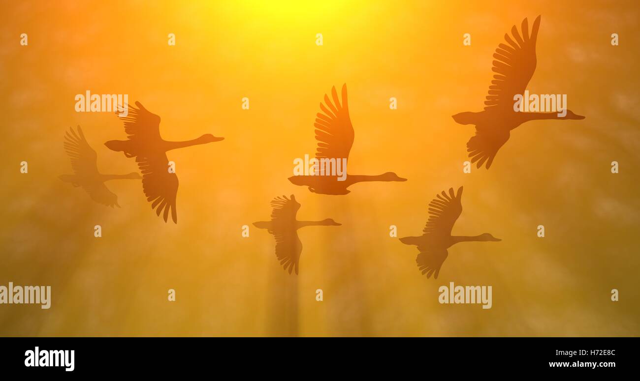 Birds, geese  flying in rays of golden orange yellow sun light Stock Photo