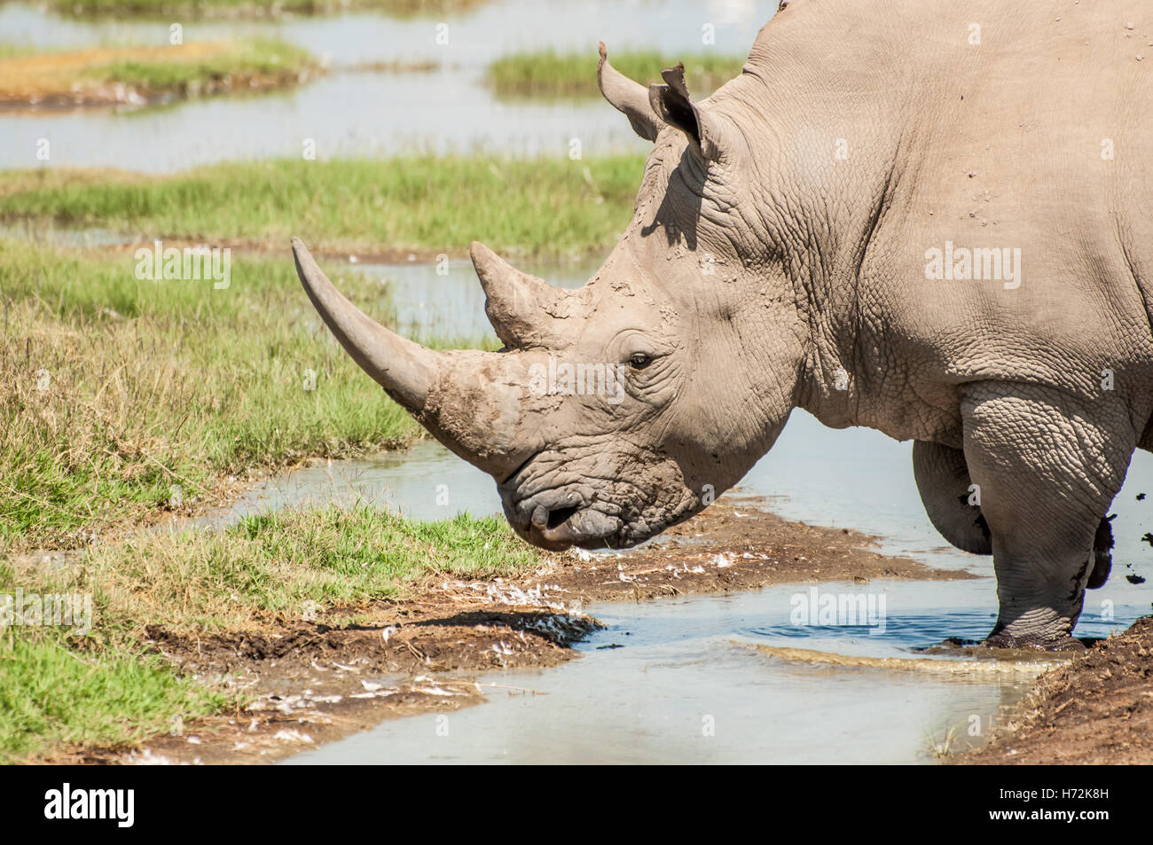 Mammals of kenya hi-res stock photography and images - Alamy