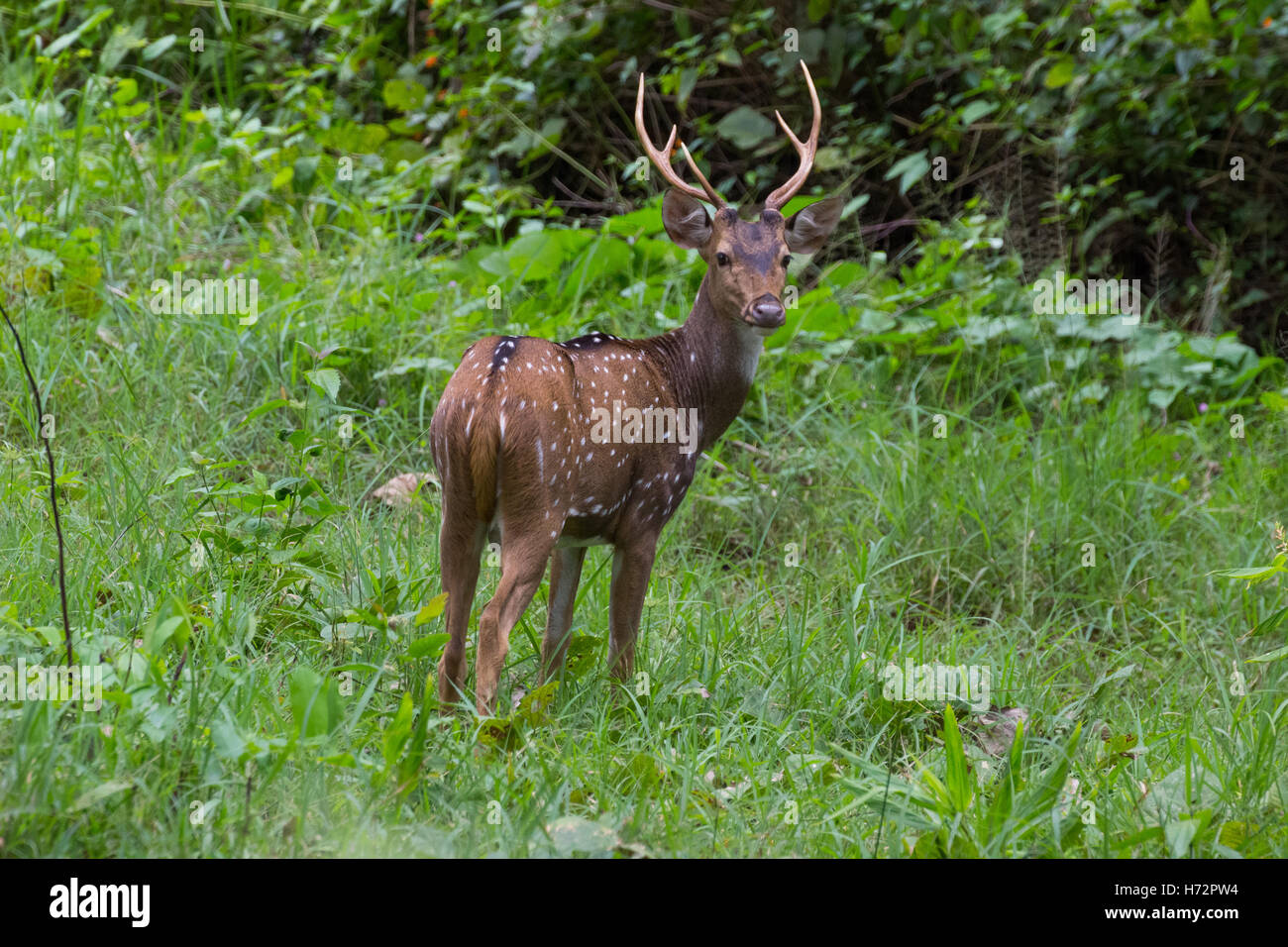 Spotted Deer, (Axis axis) Stock Photo