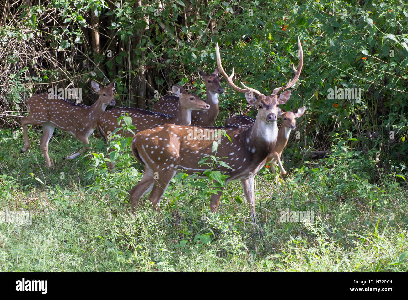Spotted Deer, (Axis axis Stock Photo Alamy
