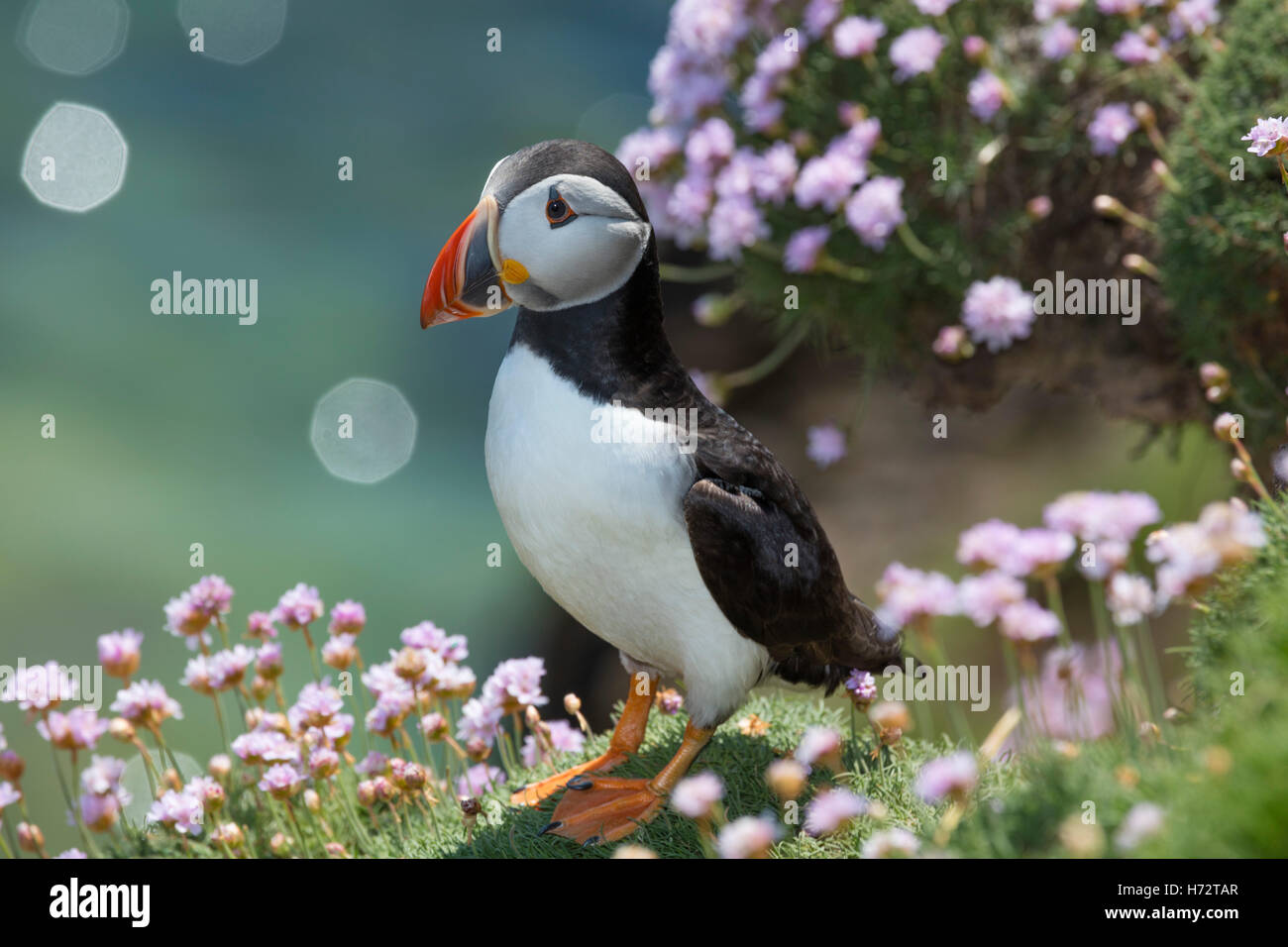 Atlantic puffin (fratercula arctica) and thrift flowers on Great Saltee Island, County Wexford, Ireland. Stock Photo