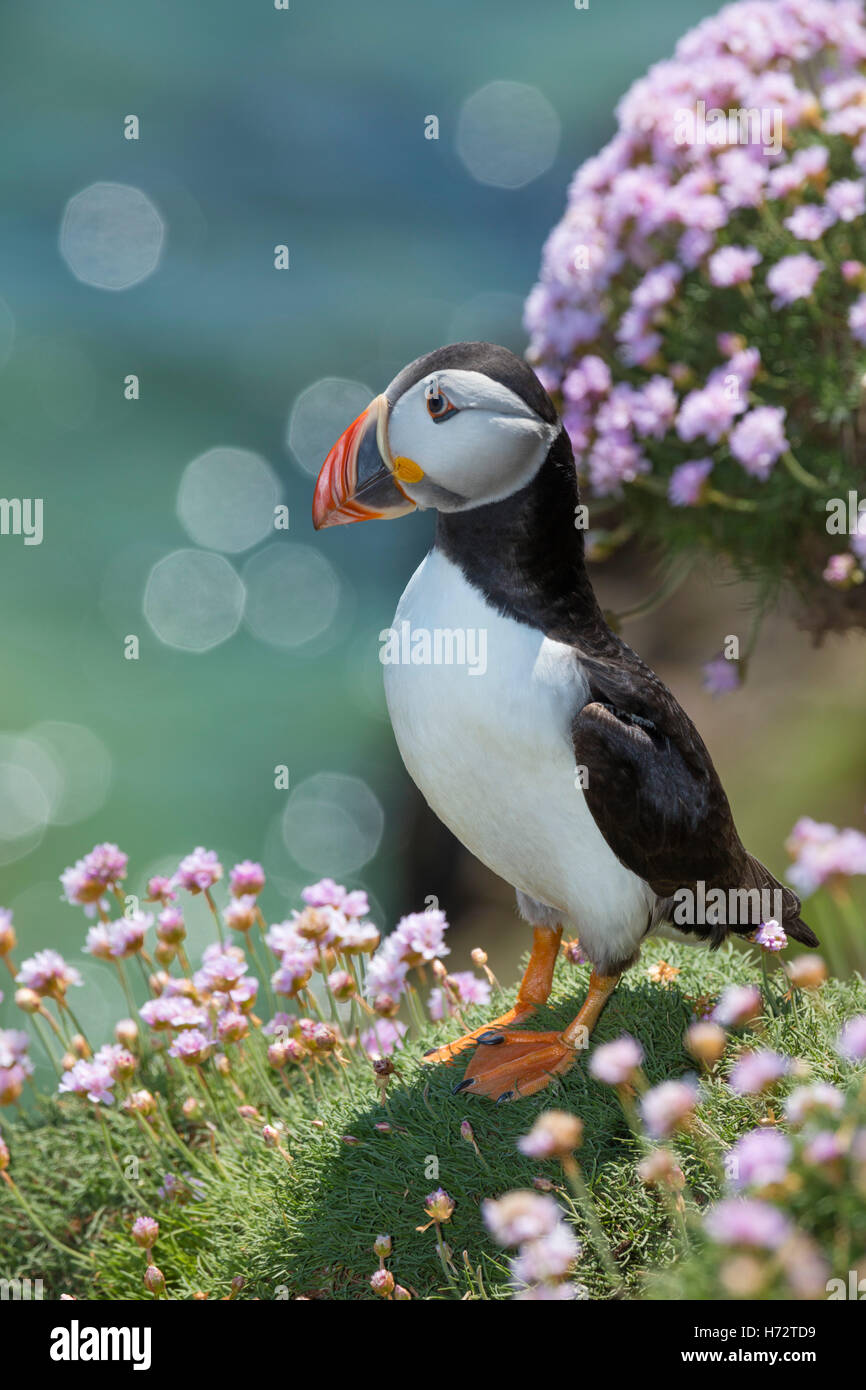 Atlantic puffin (fratercula arctica) and thrift flowers on Great Saltee Island, County Wexford, Ireland. Stock Photo