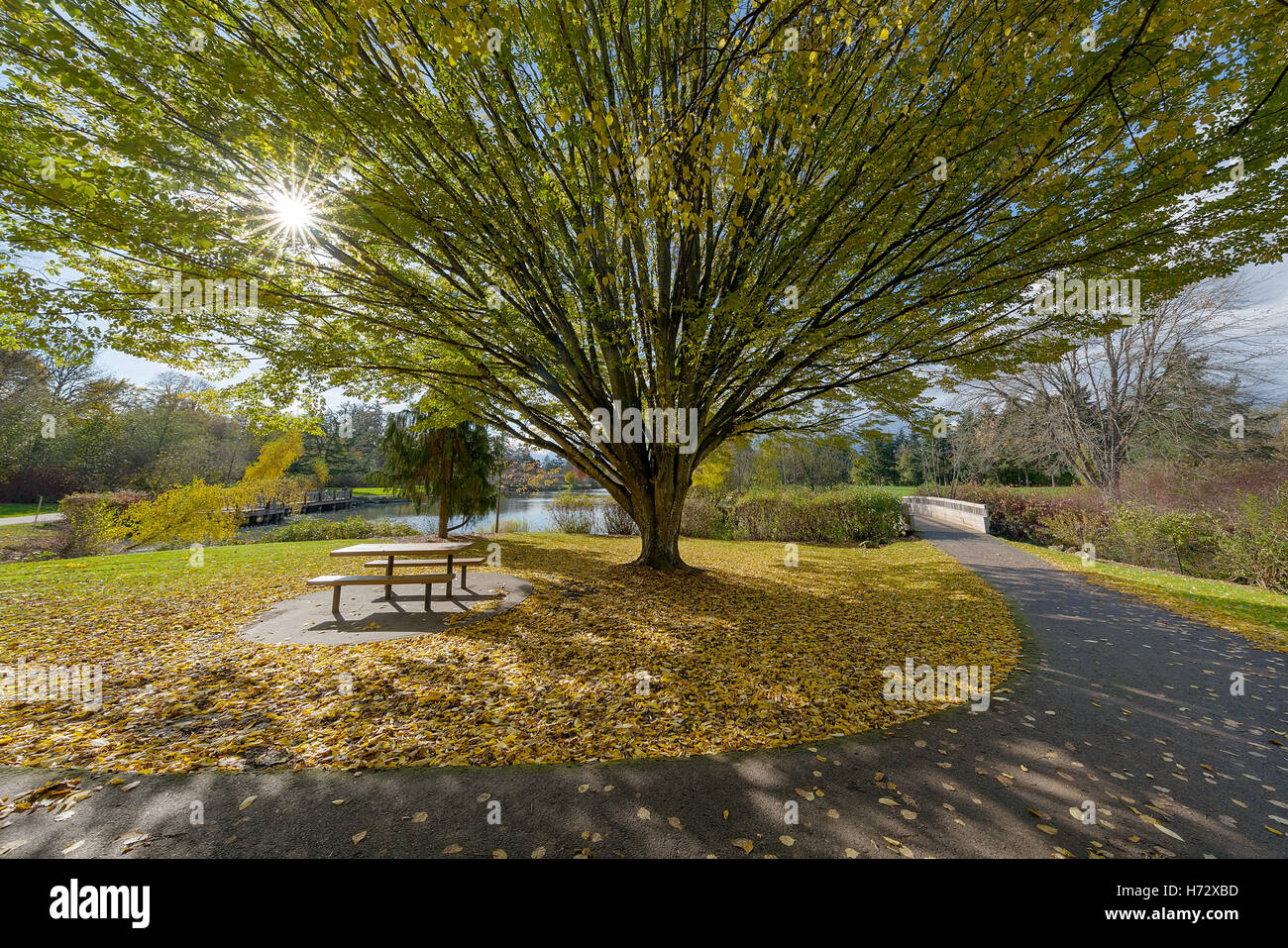Fall Colors at Commonwealth Lake Park in Beaverton Oregon on a sunny Autumn day Stock Photo