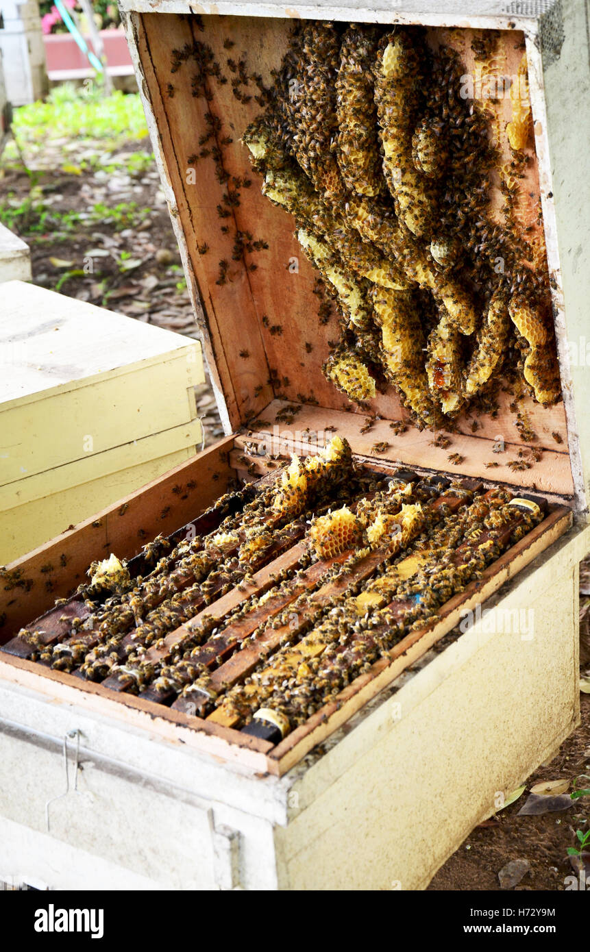 Bees of thailand hires stock photography and images Alamy