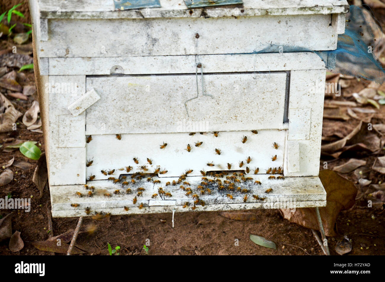 Wooden Box For House Of Bees In Bees Farm At Phrae Thailand - 