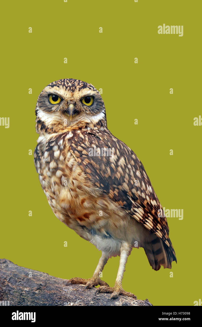 Birds of south america hi-res stock photography and images - Alamy