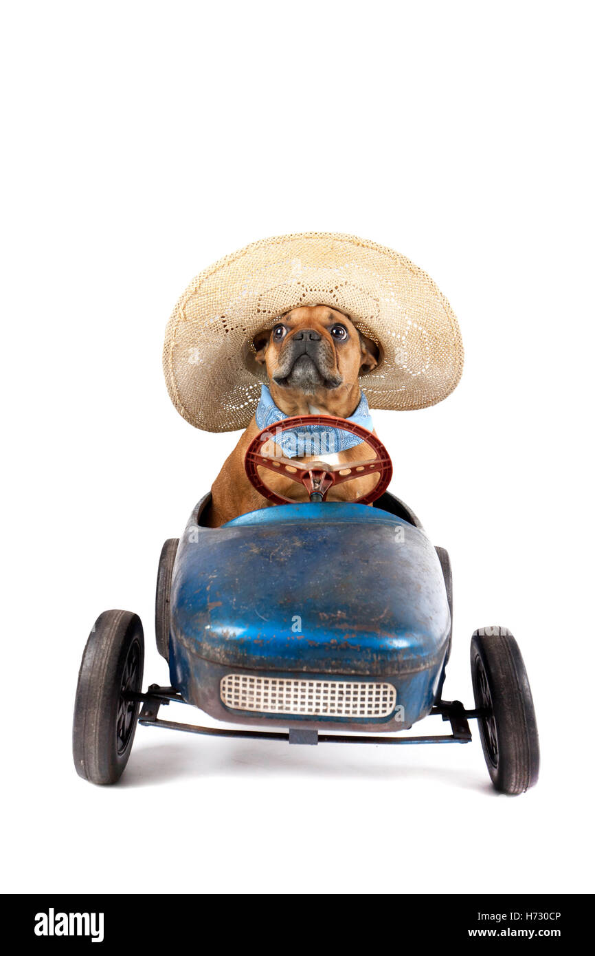 french bulldog in pedal car Stock Photo