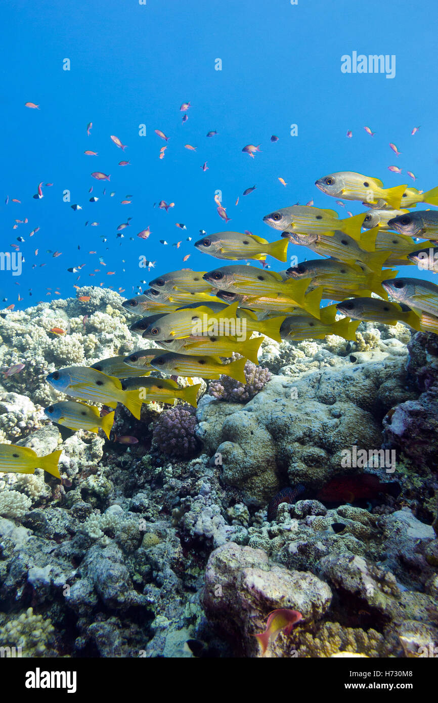 Underwater world australia hires stock photography and images Alamy
