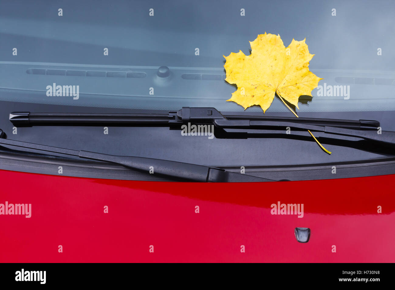 Fallen autumn leaf on car windshield Stock Photo Alamy