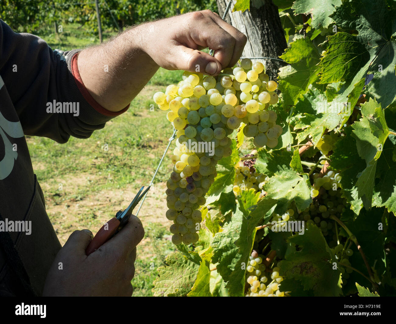 Manual harvesting. With the help of his pruning shears, the picker cuts a bunch of grapes. Stock Photo