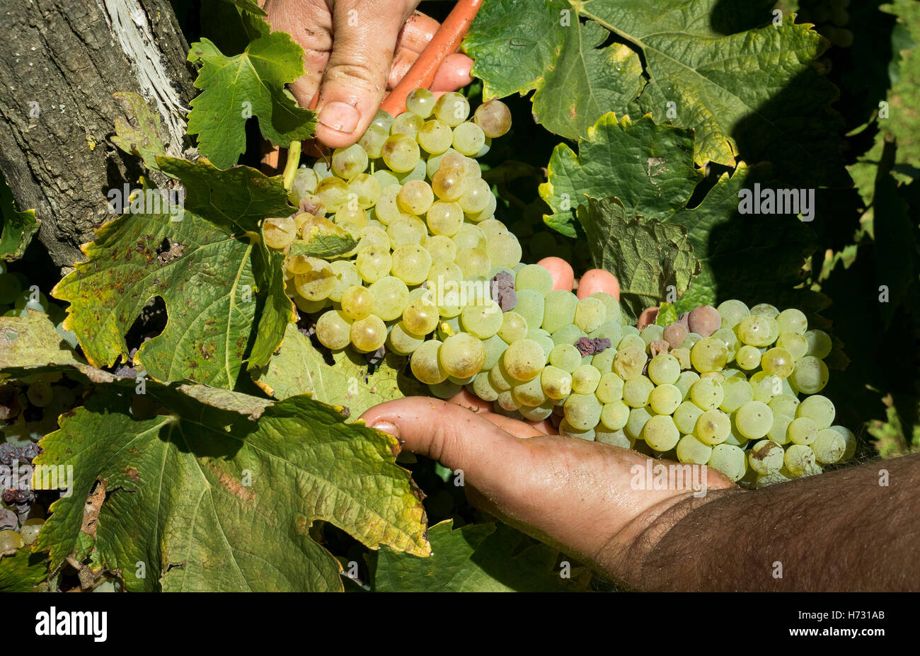 A grape picker holds a bunch in his hand. Stock Photo