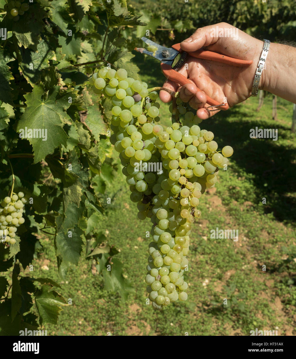 A harvester cutting a bunch of grapes with a pruning shears. Stock Photo