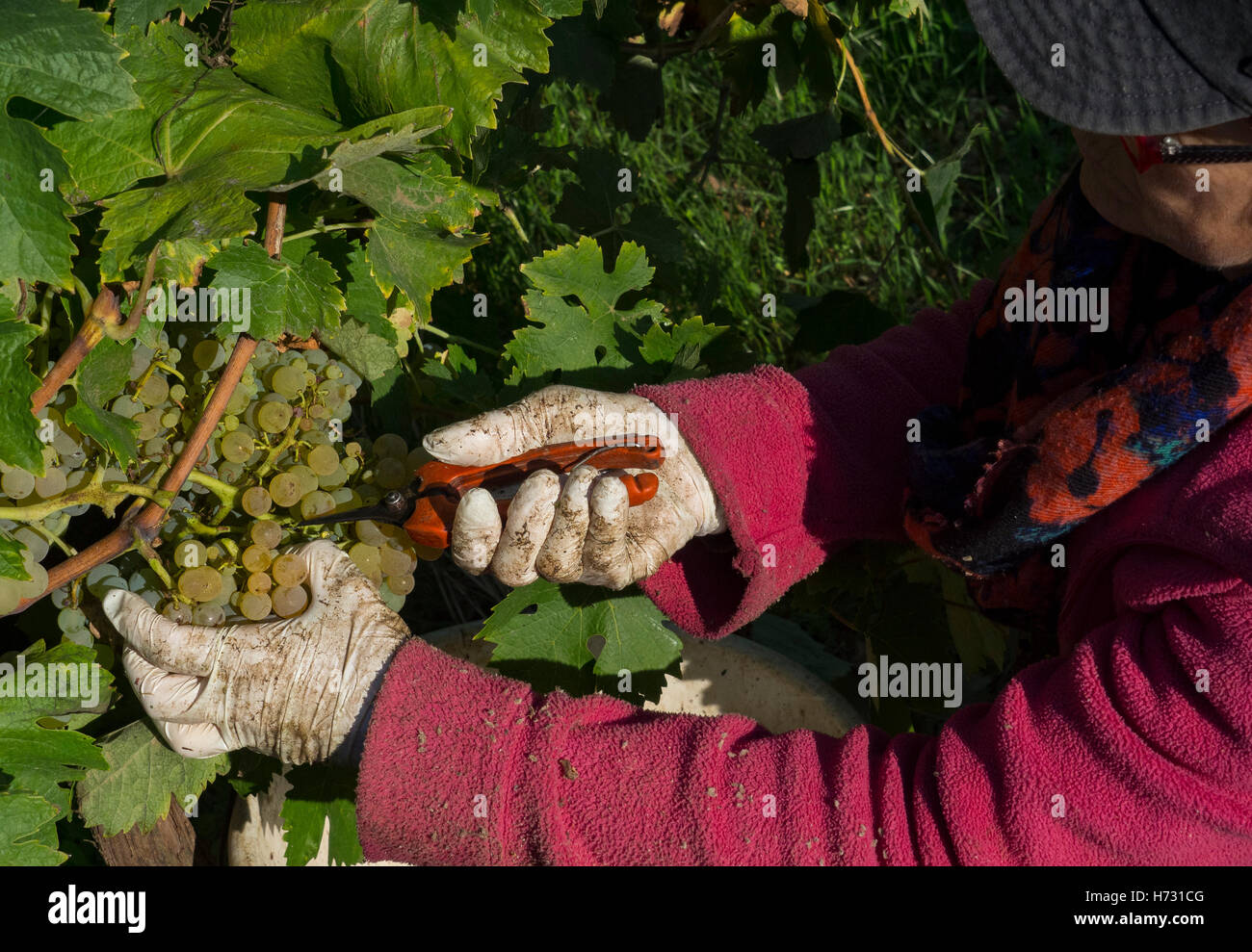 Manual harvesting. With the help of his pruning shears, the picker cuts a bunch of grapes. Stock Photo
