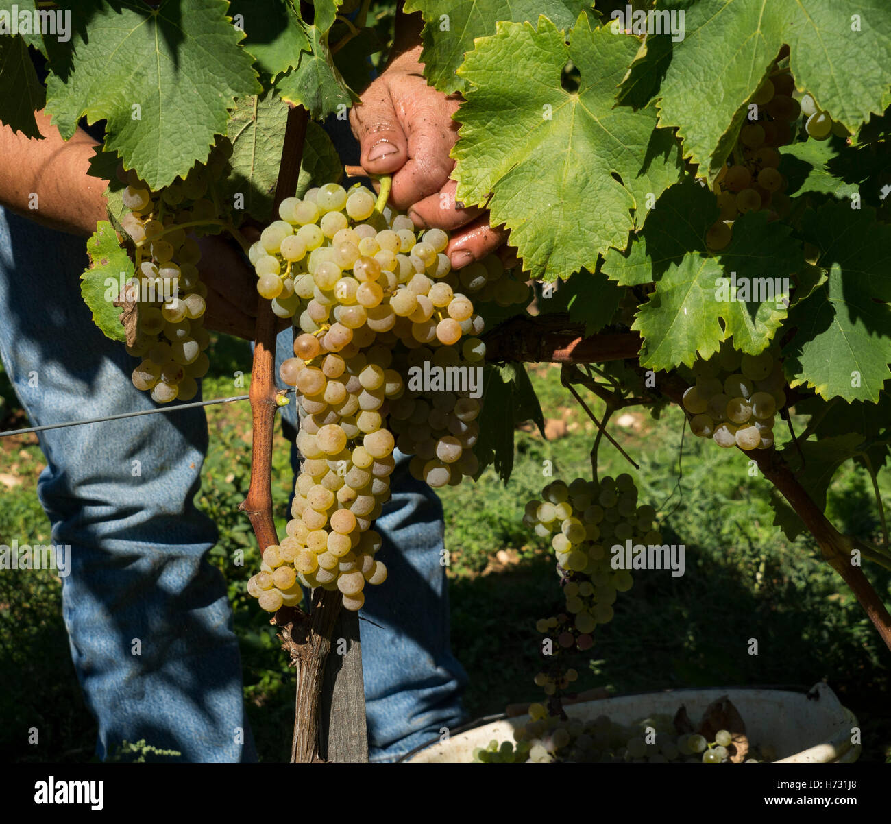 A grape picker holds a bunch in his hand. Stock Photo