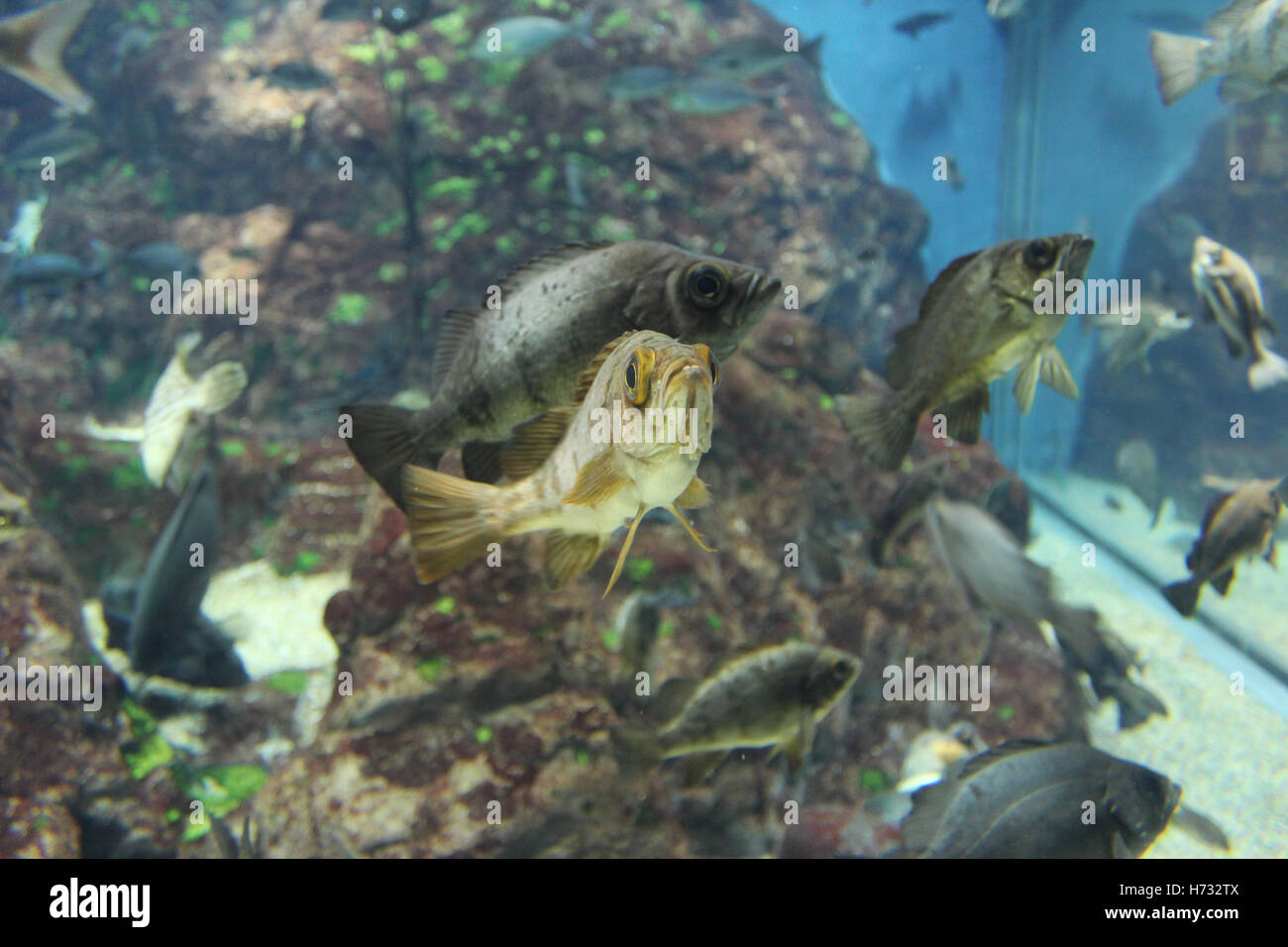 Fish in the Osaka Aquarium Kaiyukan, Japan Stock Photo Alamy