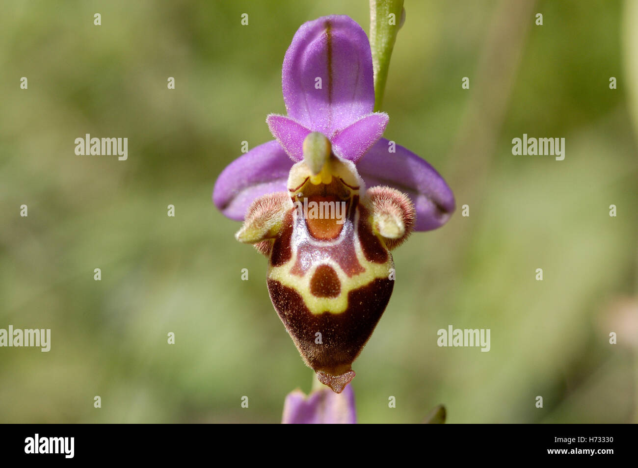 woodcock orchid (Ophrys scolopax) flower  inmeadow, Crete, Greece Stock Photo