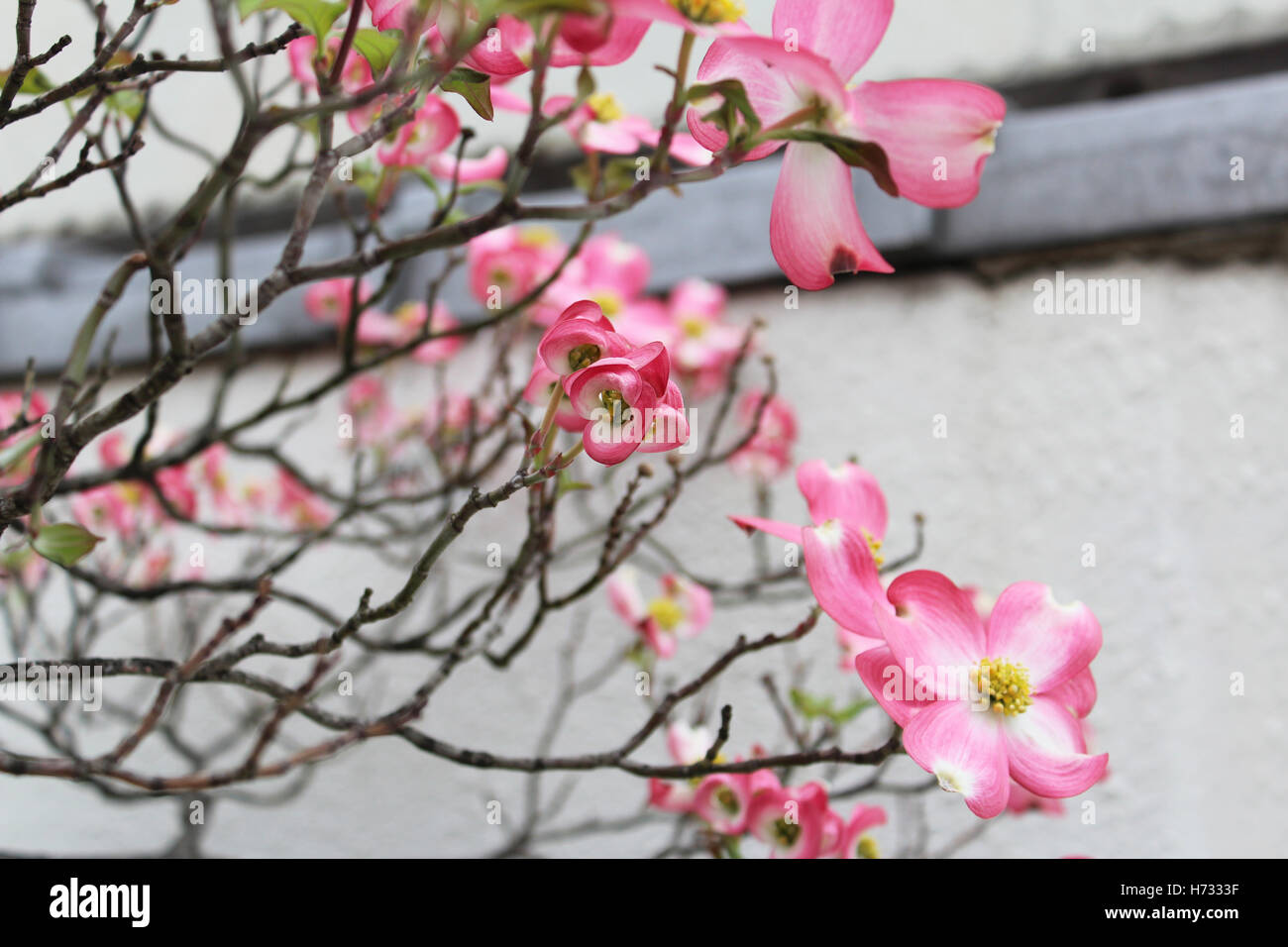 Pink Dogwood flower (Cornus florida rubra) in spring bloom, Japan Stock Photo