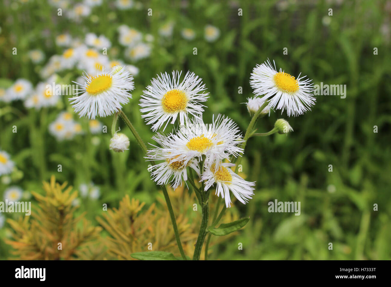 White petals with yellow center hi-res stock photography and images - Alamy