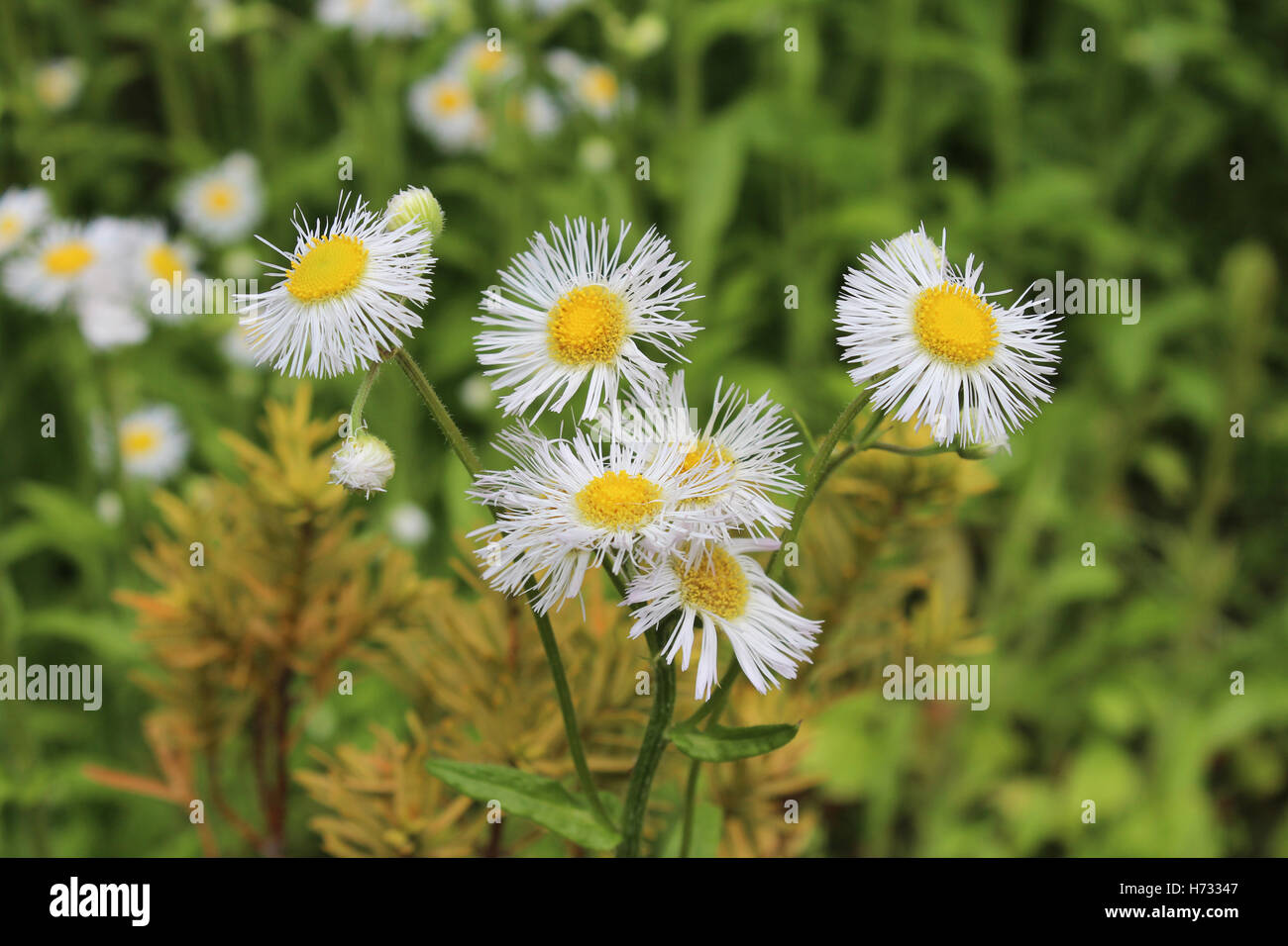White petals with yellow center hires stock photography and images Alamy