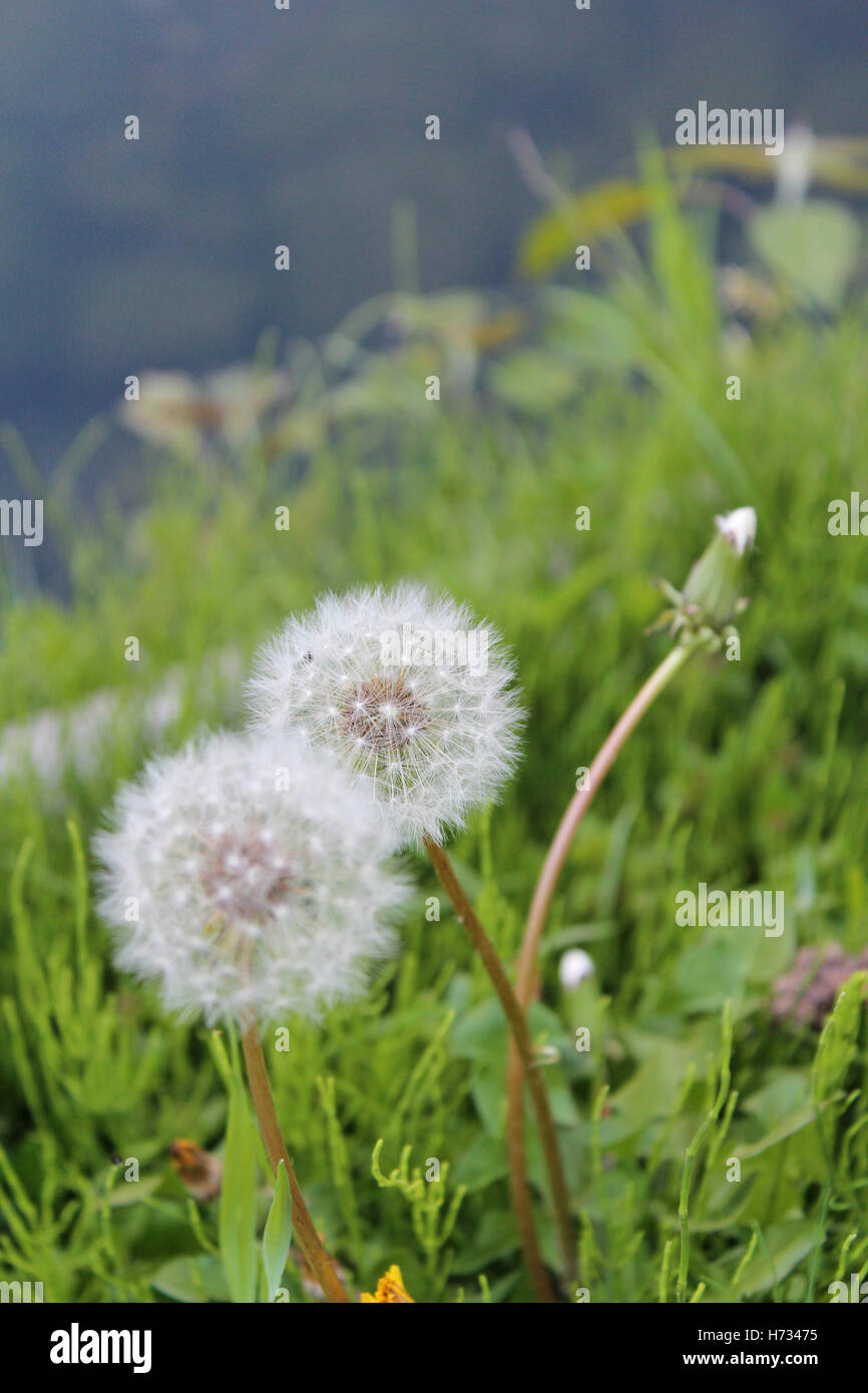 Dandelions among the green grass Stock Photo