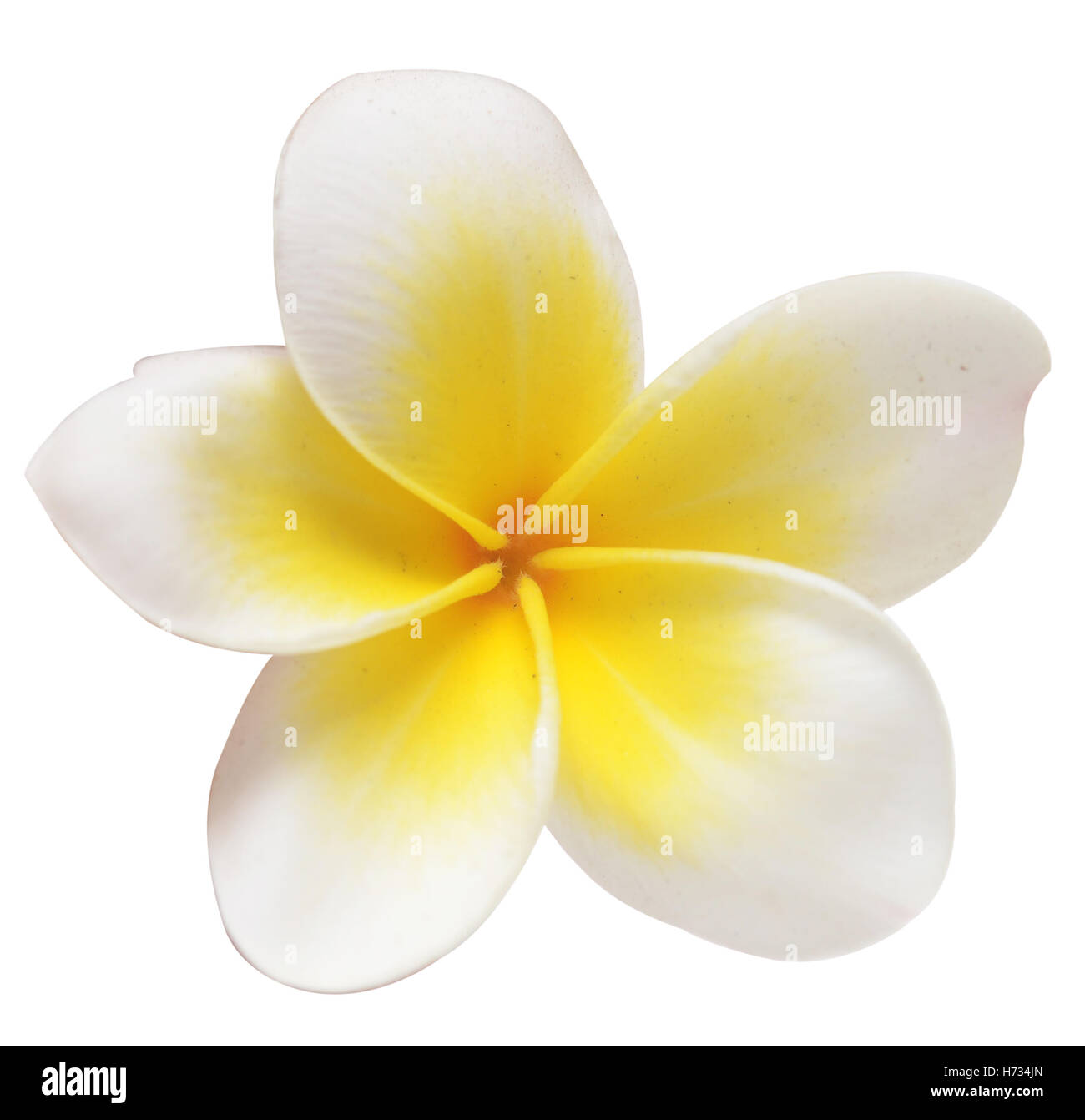 frangipani (plumeria) tropical flower isolated on white background Stock Photo