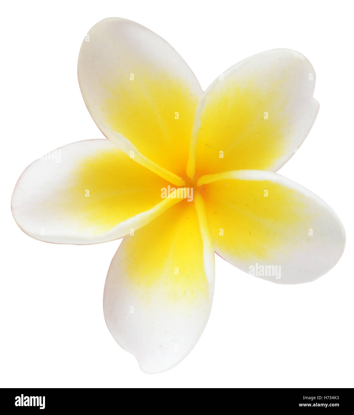 frangipani flower isolated on white background Stock Photo