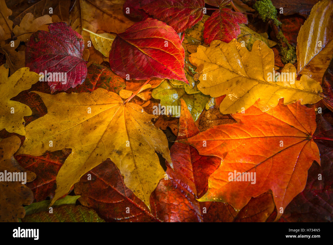 Autumn Colour Stock Photo