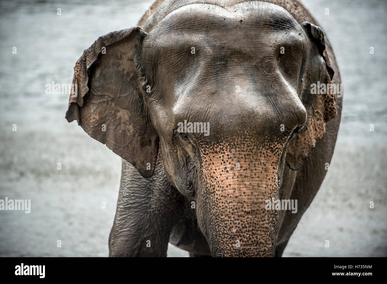 Elephants of sri lanka hi-res stock photography and images - Alamy