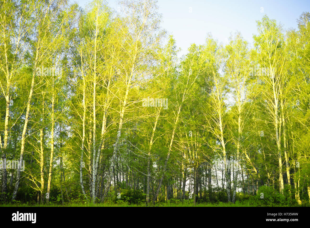 Tranquil scene birch forest hi-res stock photography and images - Alamy