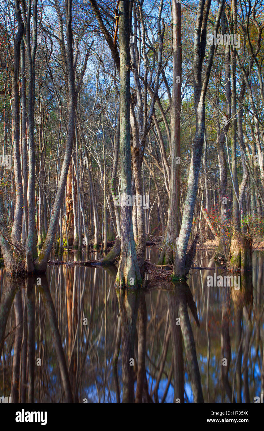 Trees Northern Rivers Trees that are surrounded by water on the Lumber River in North ...