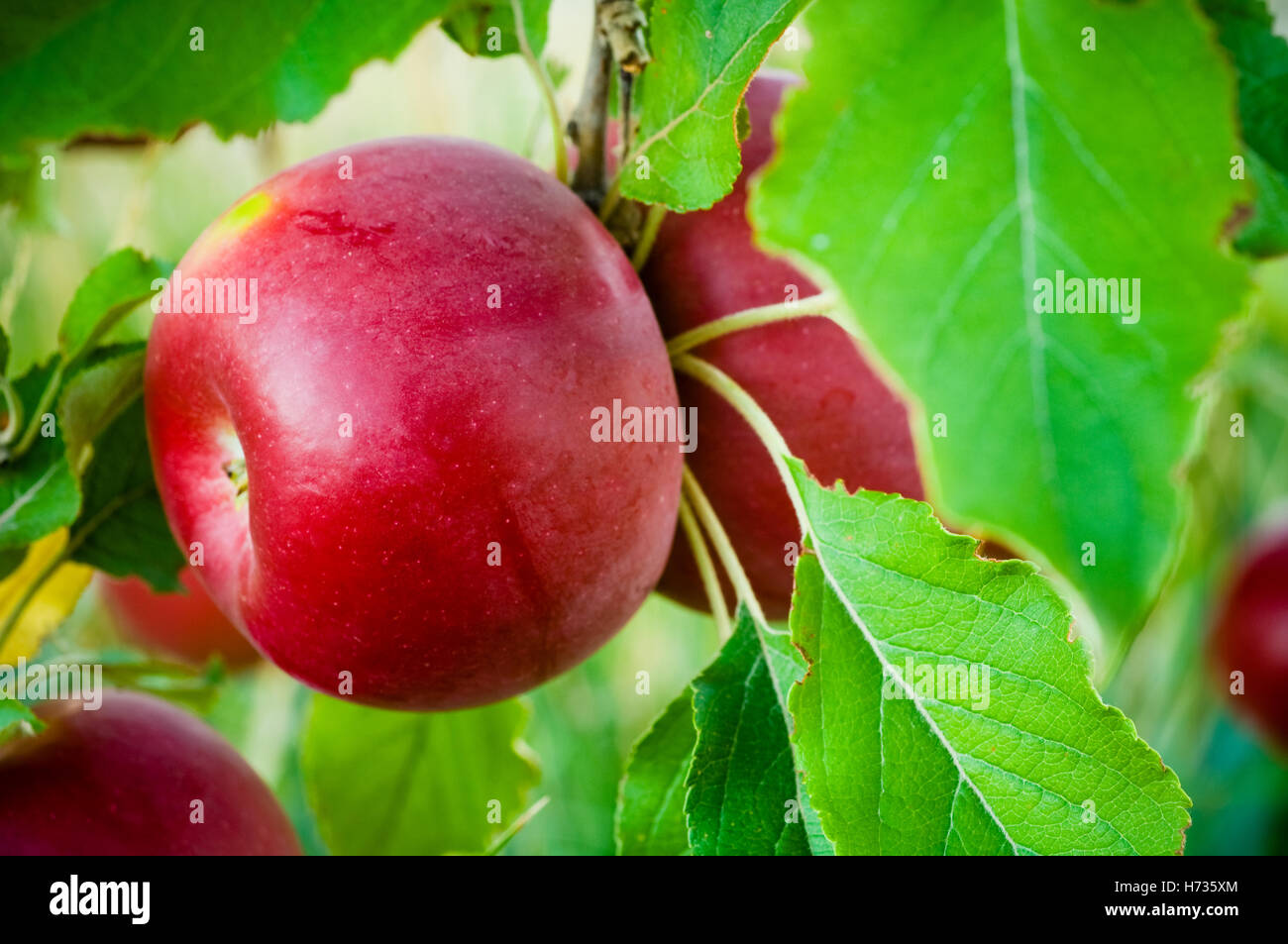 Jonathan apple hires stock photography and images Alamy